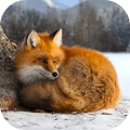 野生狐狸模拟器 免费版