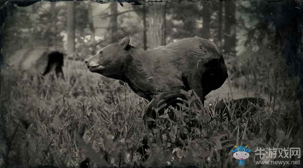 《荒野大镖客2》美洲黑熊图鉴一览