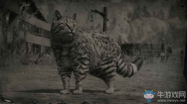 《荒野大镖客2》美国家猫图鉴一览