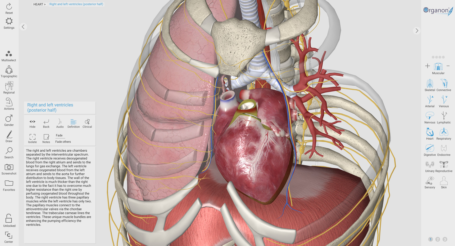 3D器官解剖中文版