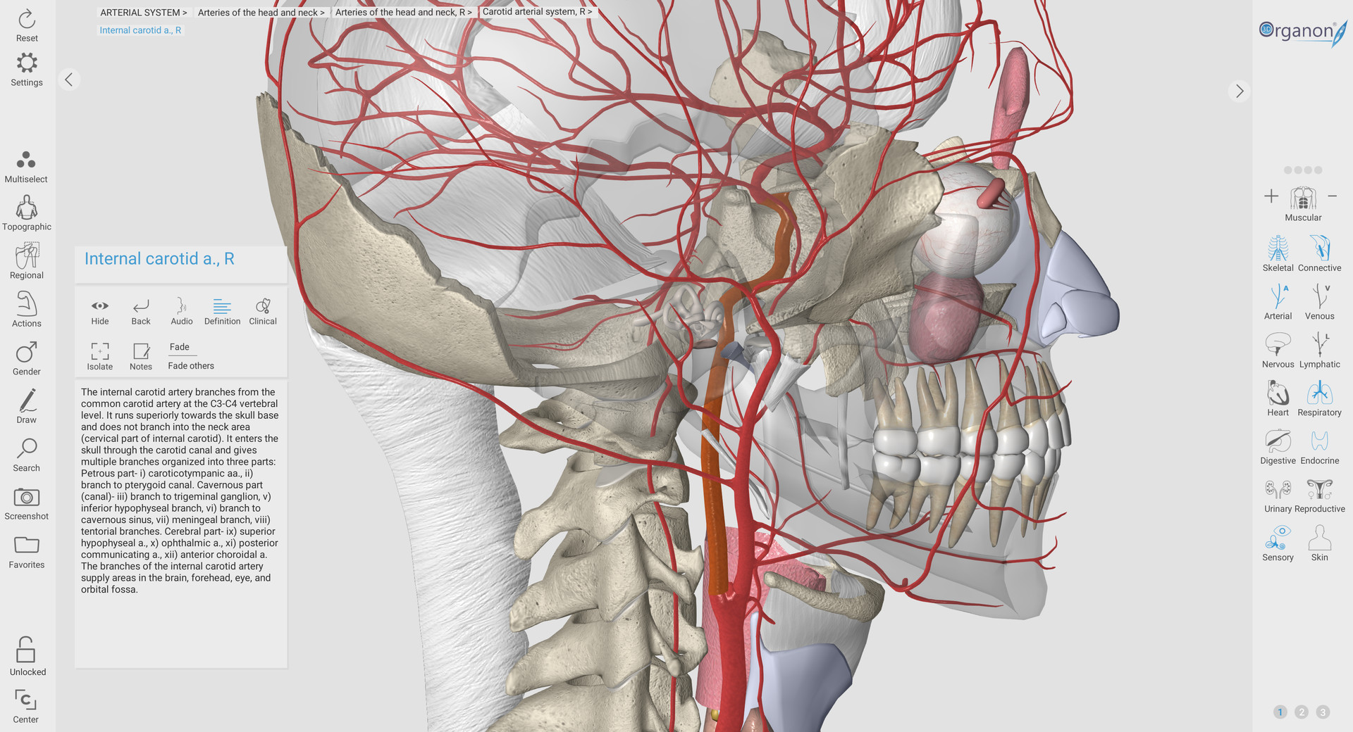 3D器官解剖中文版